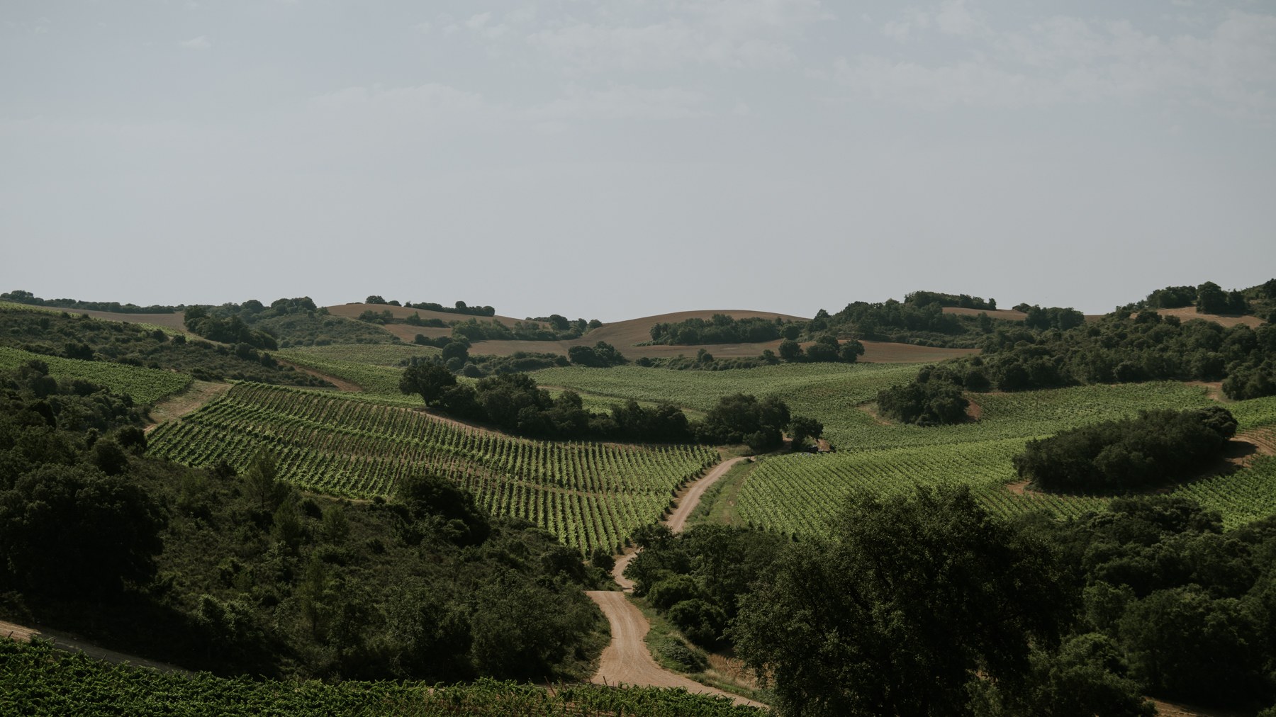 Viñedos de Finca Legardeta sobre un paisaje de colinas onduladas