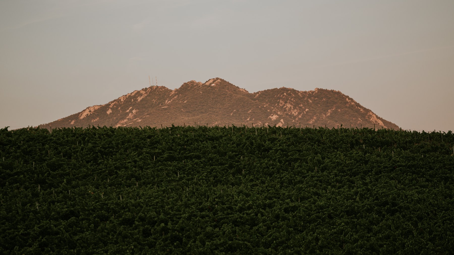 Sierra recortada sobre los viñedos de Finca Legardeta al atardecer