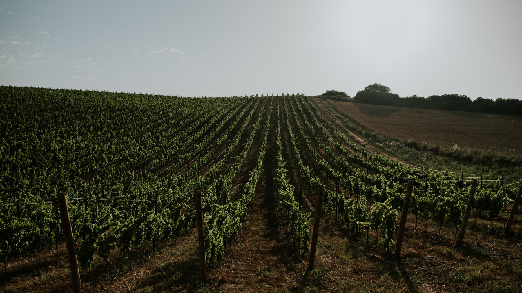 Hileras de viña plantadas contra la pendiente en Finca Legardeta